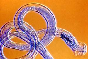 image of a nematode tail