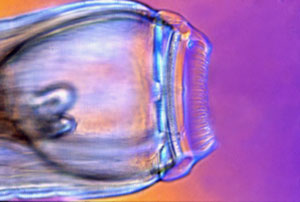 image of a nematode buccal cavity